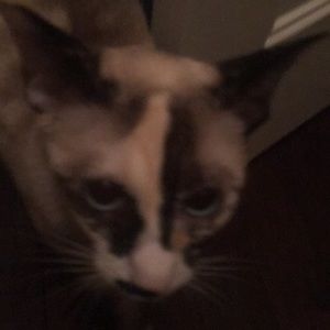 Meet your Posher, Tiffany